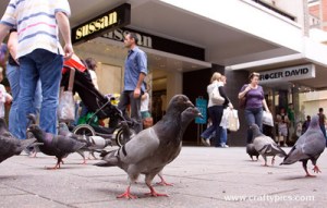 mall Rundle Mall Pre Christmas
